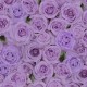 TT fleur CD 2370 Purple