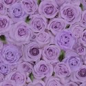 TT fleur CD 2370 Purple